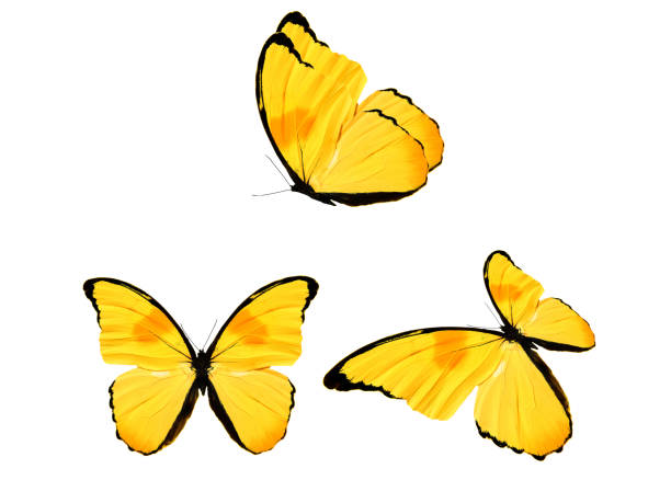 yellow butterfly isolated on white background. tropical insects.
