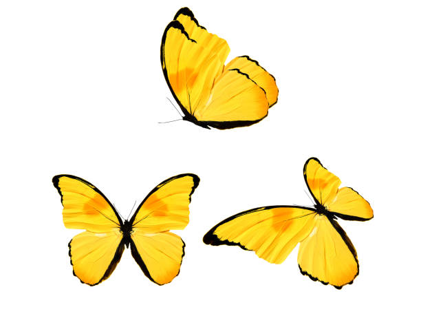 żółty motyl wyizolowany na białym tle. owadów tropikalnych. - łuskoskrzydłe zdjęcia i obrazy z banku zdjęć
