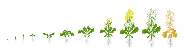 illustrations, cliparts, dessins animés et icônes de usine de colza oléissée de colza. étapes de croissance. étapes de période de croissance. développement de progression d’animation de récolte. phase de fertilisation. cycle de vie. ensemble d’infographie vectorielle. - blossom growth plant flower