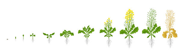 Rapeseed oilseed rape plant. Growth stages. Growing period steps. Harvest animation progression development. Fertilization phase. Cycle of life. Vector infographic set. Rapeseed oilseed rape plant. Growth stages. Growing period steps. Brassica napus. Harvest animation progression. Fertilization phase. Agriculture cycle of life. Vector infographic set. flowering plant stock illustrations