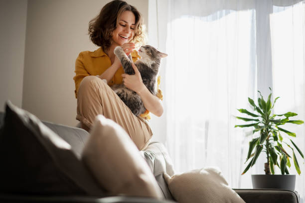 linda jovem alegre com um gato cinza bonito em seus braços em casa no interior, amizade e amor por animais de estimação - white domestic cat ginger kitten - fotografias e filmes do acervo