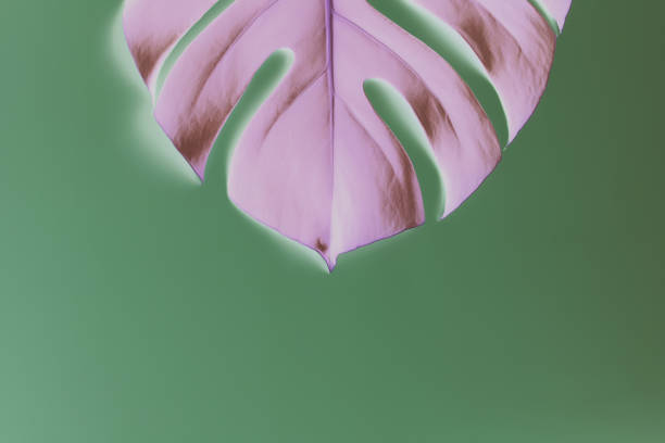 istock Monstera palm pink leaf on green background. Inverted colors 1301158625