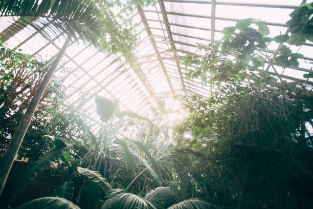 istock Greenhouse with tropical plants. Banana tree, monstera, palms. Sunlight 1301158634
