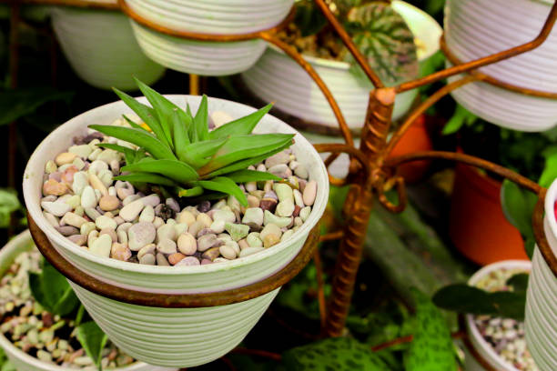 istock A small green succulent plant in a white pot. 1301158998