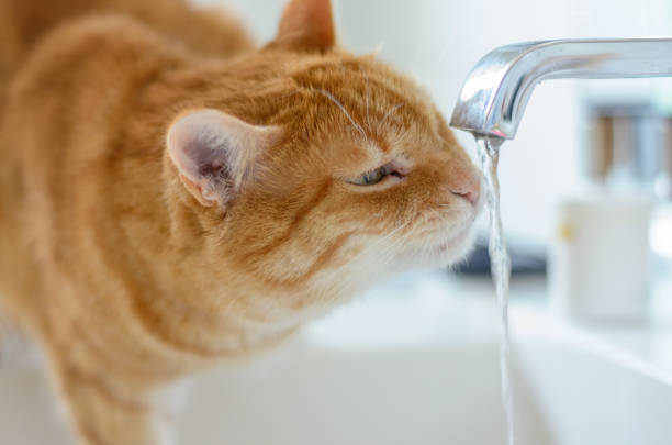 istock Ginger cat sipping running water from a tap 1301159647