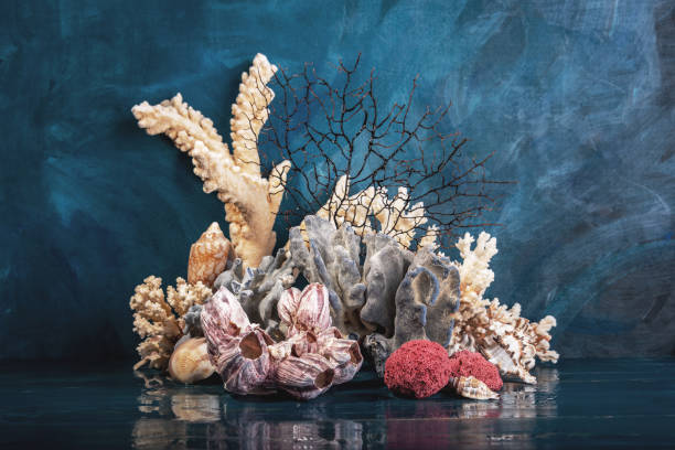 istock Corals and sea shells on a sea colours background. Still life. 1301161720