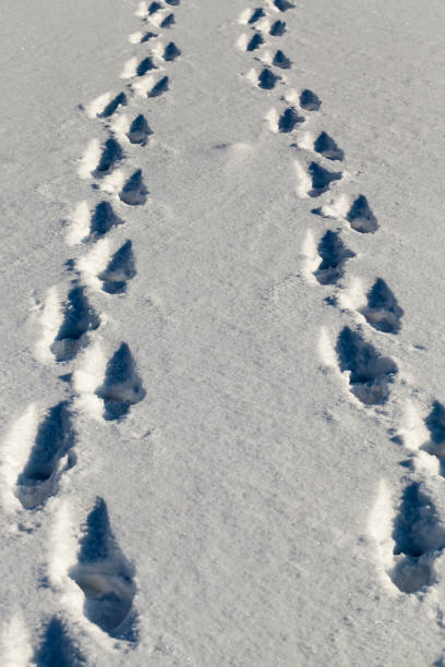istock footprints and dents in the snow 1301161951