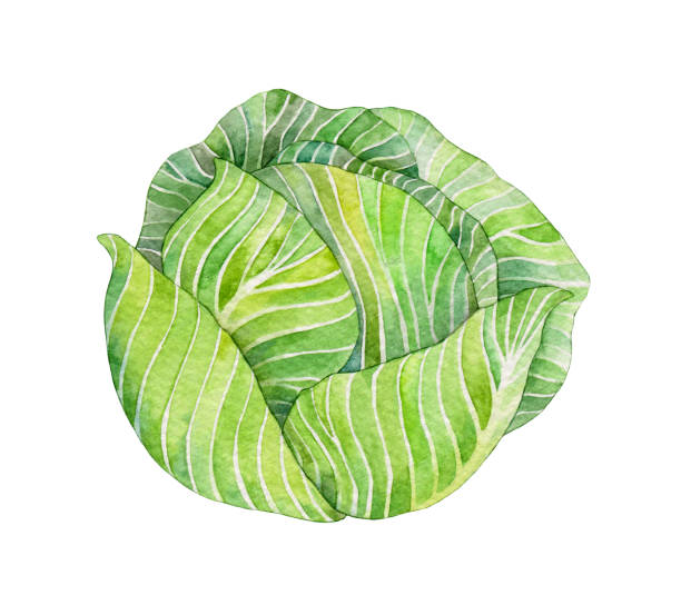 Watercolor cabbage isolated on white background. Handpainted illustration. Watercolor cabbage isolated on white background. Handpainted illustration. white cabbage stock illustrations