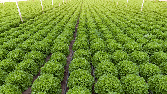 lettuce field (greenhouse) aerial view. Shooting with drone.