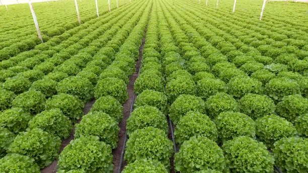 Photo of lettuce field (greenhouse) aerial view.