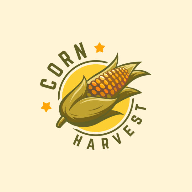 쿨 배지 옥수수 수확 로고 디자인 컨셉 벡터, 옥수수 로고 기호, 농업 기호 - corn corn crop corn on the cob isolated stock illustrations