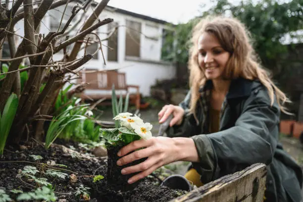 Partial front view of female gardening enthusiast wearing warm clothing and smiling as she plants anemones in flowerbed.