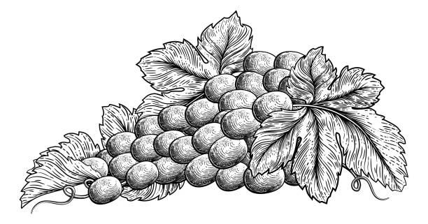 illustrazioni stock, clip art, cartoni animati e icone di tendenza di grappolo d'uva su vite con foglie - wine grape harvesting crop