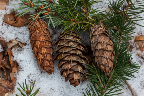 istock Cones from Pseudotsuga Menziesii - Douglas-fir 1301171356