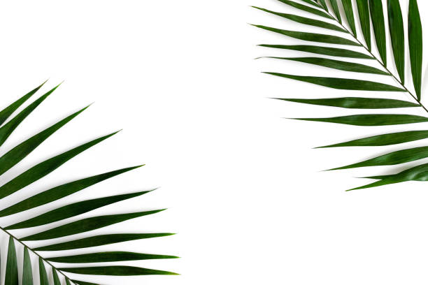 istock Border frame made of green leaves on a white background 1301171789