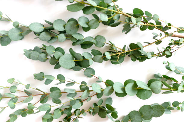 istock Green texture of eucalyptus branches on a white background 1301172437