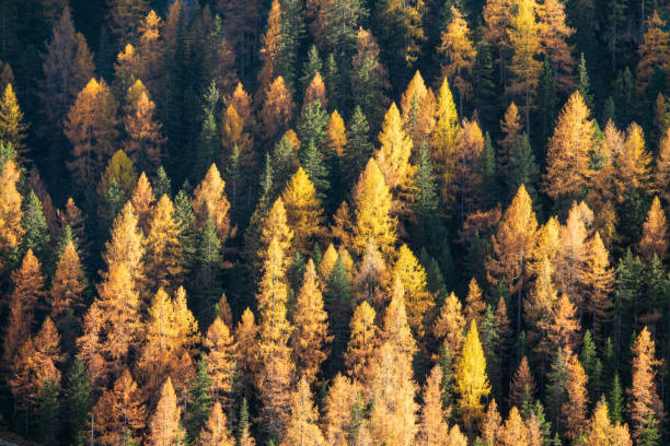 istock AERIAL: Flying over a larch tree forest covering the landscape under Dolomites 1301173219