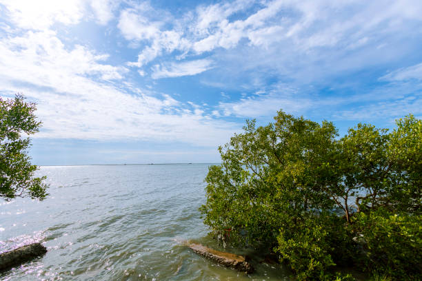 istock The vast and beautiful seaside trees under the blue sky 1301173252