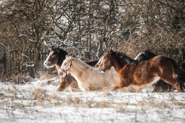 grand groupe des poulains irlandais de cheval d’épi dans le domaine neigeux exécutant sauvage dans le paquet avec la neige sur le sol - coupe en dégradé photos et images de collection