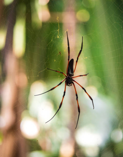 istock Red-legged Golden Orb Spider also known as Palm Spider (Nephila Inaurata) selective focus on web, Praslin Island, Seychelles 1301173725