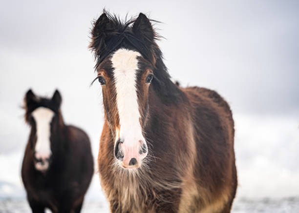 beau grand groupe de volailles irlandaises brunes de chevaux d’épi restant sauvages dans la neige sur le sol vers l’appareil-photo dans le domaine neigeux profond froid - coupe en dégradé photos et images de collection