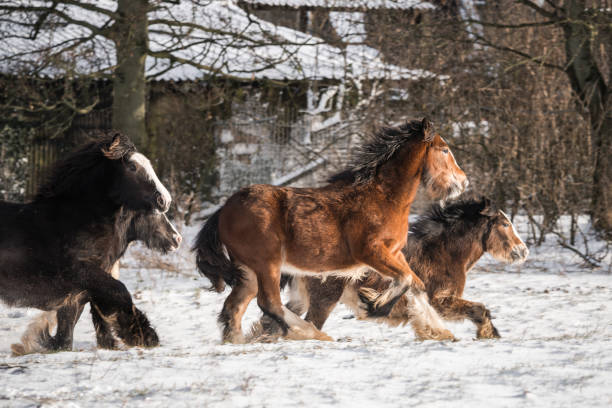 grand poulain irlandais de chevaux d’épi dans le domaine neigeux de meute fonctionnant sauvage dans la neige sur le sol galopant - coupe en dégradé photos et images de collection