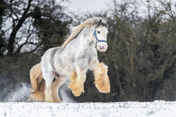 grand poulain irlandais de cheval d’épi dans le domaine neigeux fonctionnant sauvage dans la neige sur l’élevage au sol - coupe en dégradé photos et images de collection