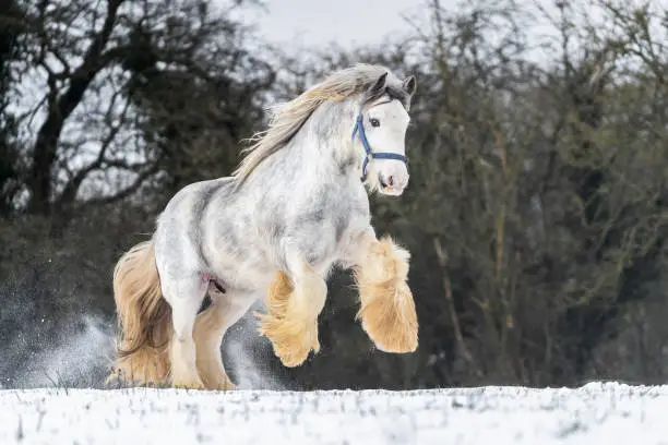 Beautiful big Irish cob horse foal running wild in snow on ground rearing up high looking towards camera through cold deep snowy winter field at sunset shire horse