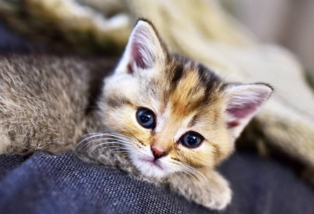 istock Small kitten of the British chinchilla breed 1301175022