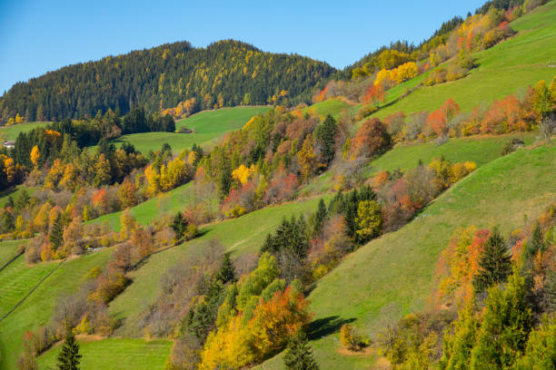istock DRONE: Gorgeous fall colored trees are scattered across the Italian countryside. 1301175309