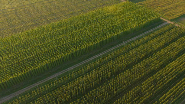 istock AERIAL: Empty road runs through a hop plantation illuminated by golden sunshine 1301175441