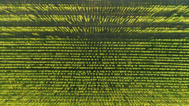 istock TOP DOWN: Flying above a plantation full of hops plants climbing long strings. 1301175487