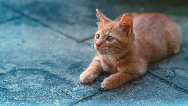 istock CLOSE UP, COPY SPACE: Attentive orange tabby cat lies on the black tiled ground. 1301176840
