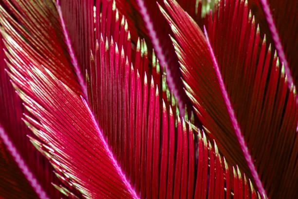istock Red leaves of a tropical tree. Texture 1301176844