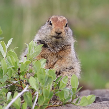 A chubby arctic ground squirrel in Denali National Park stares at the camera while it surveys the scenery.