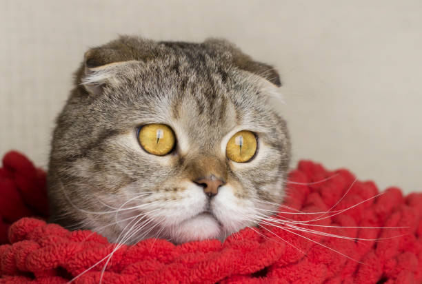 istock Portrait of a cat in a red shvrf. 1301178579