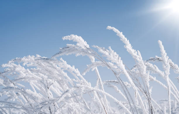 Winter scenery, frozen grass on a sunny day