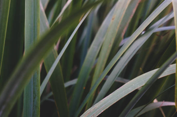 istock texture background of tropical leaves 1301178717