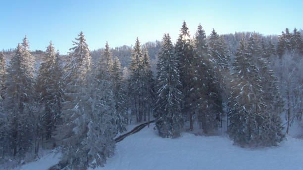 istock AERIAL: Golden winter sunbeams shine on a remote snow covered pine forest. 1301179000