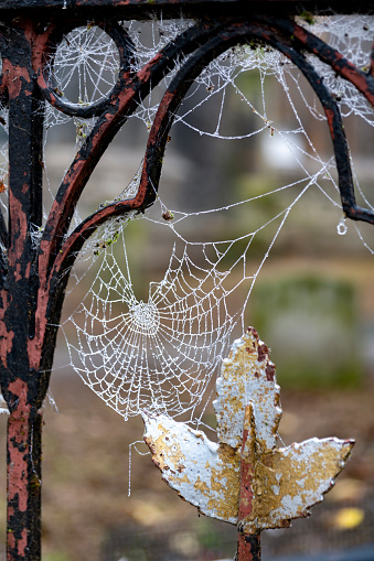 Frozen cobwebs on a fence.