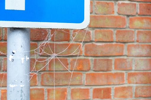 Frozen cobwebs on a road sign.