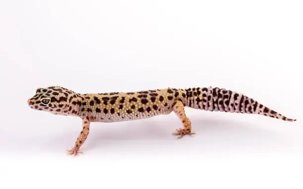 Photo of Beautiful leopard gecko.