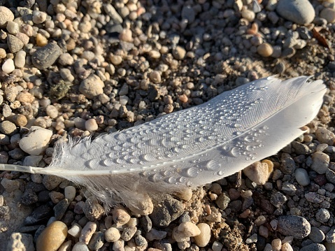 feather with drops of water