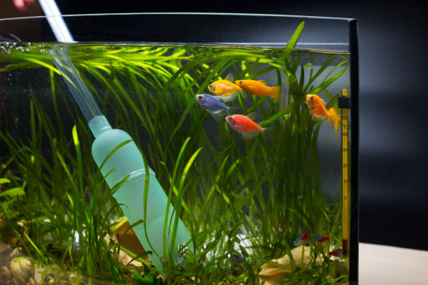 pompa dell'acqua dell'aruarium. detergente per ghiaia per acquario. cambiare l'acqua nel serbatoio del pesce - siphon foto e immagini stock