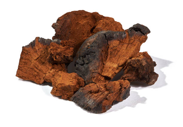 Natural chaga mushroom pieces isolated on a white background with cliping path stock photo