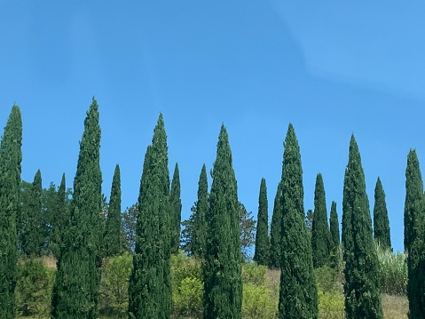 cypress row
