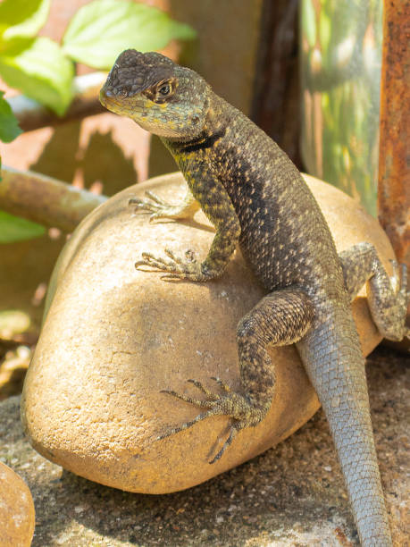 istock Brazilian reptile 1301182981