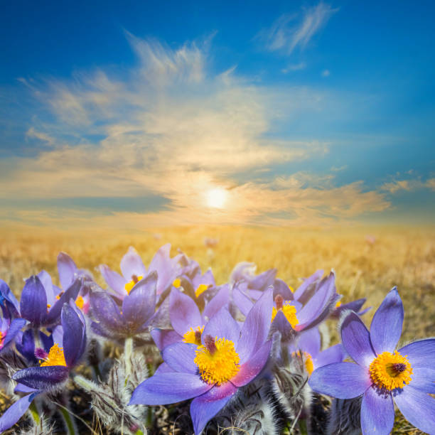 closeup violet flowers at the sunset scene
