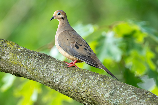 A morning dove sitting on a branch in a tree looking out in the world.