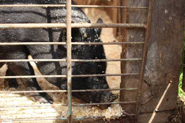 istock a small black pig in a cage with a dirty piglet behind the bars 1301184789